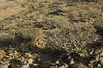 Spurge (Euphorbia balsamifera) bushes on desert plateau, Hawf Protected Area, Yemen