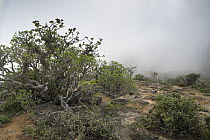 Spurge (Euphorbia balsamifera) bush on plateau as clouds are coming over escarpment, Hawf Protected Area, Yemen