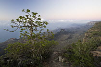 Dhofari Jatropha (Jatropha dhofarica) on cliff edge over cloud forest, Hawf Protected Area, Yemen