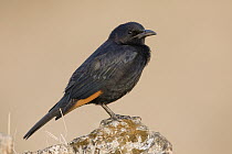 Tristram's Starling (Onychognathus tristramii) male, Hawf Protected Area, Yemen
