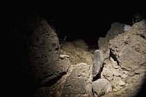 White-tailed Mongoose (Ichneumia albicauda) climbing down rocks at night, Hawf Protected Area, Yemen
