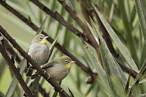 White-breasted White-eye (Zosterops abyssinicus) pair, Hawf Protected Area, Yemen