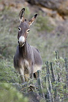 Donkey (Equus asinus), feral individual, on mountain side, Hawf Protected Area, Yemen