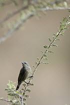 Shining Sunbird (Cinnyris habessinicus) female, Hawf Protected Area, Yemen