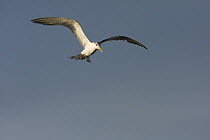 Great Crested-Tern (Sterna bergii) hovering, Hawf Protected Area, Yemen