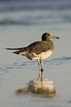 Sooty Gull (Ichthyaetus hemprichii) in shallow water, Hawf Protected Area, Yemen