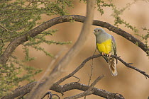 Bruce's Green-Pigeon (Treron waalia), Hawf Protected Area, Yemen