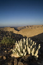 Caralluma (Caralluma quadrangula) succulent plant on plateau in sandstone desert, Hawf Protected Area, Yemen