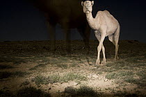 Dromedary (Camelus dromedarius) camel on plateau at night, Hawf Protected Area, Yemen
