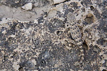 Scorpion Gecko (Pristurus carteri) female camouflaged on rocks, Hawf Protected Area, Yemen