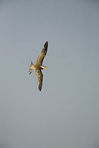 Great Crested-Tern (Sterna bergii) flying, Hawf Protected Area, Yemen