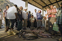 Fisherman inspecting and bidding on the days catch, Hawf Protected Area, Yemen