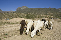 Domestic Sheep (Ovis aries) flock grazing near bedouin camp, Hawf Protected Area, Yemen
