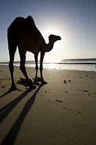 Dromedary (Camelus dromedarius) camel silhouetted on beach at sunrise, Hawf Protected Area, Yemen