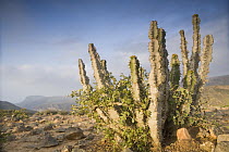 Spurge (Euphorbia cactus) cactus on plateau, Hawf Protected Area, Yemen