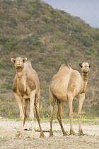 Dromedary (Camelus dromedarius) camel females, Hawf Protected Area, Yemen