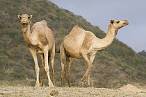Dromedary (Camelus dromedarius) camel females, Hawf Protected Area, Yemen
