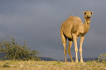 Dromedary (Camelus dromedarius) camel female, Hawf Protected Area, Yemen