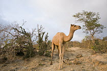 Dromedary (Camelus dromedarius) camel sub-adult in overgrazed cloud forest, Hawf Protected Area, Yemen