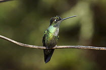 Versicolored Emerald (Amazilia versicolor) hummingbird, Costa Rica
