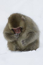 Japanese Macaque (Macaca fuscata) feeding on seeds in snow, Jigokudani, Japan