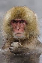 Japanese Macaque (Macaca fuscata) juvenile in hot spring, Jigokudani, Japan