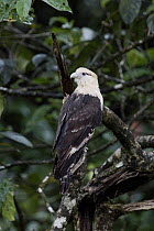 Yellow-headed Caracara (Milvago chimachima), Costa Rica