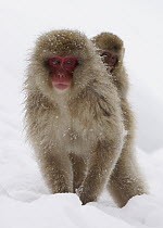 Japanese Macaque (Macaca fuscata) mother carrying baby in snow, Jigokudani, Japan