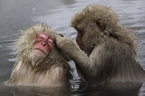 Japanese Macaque (Macaca fuscata) pair grooming in hot spring, Jigokudani, Japan