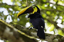 Chestnut-mandibled Toucan (Ramphastos swainsonii), Costa Rica
