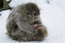 Japanese Macaque (Macaca fuscata) young playing in snow, Jigokudani, Japan
