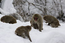 Japanese Macaque (Macaca fuscata) group feeding on seeds in snow, Jigokudani, Japan