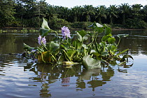 Common Water Hyacinth (Eichhornia crassipes) in river, Costa Rica