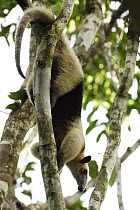 Northern Tamandua (Tamandua mexicana) climbing down tree, Costa Rica