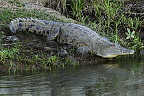 American Crocodile (Crocodylus acutus) on riverbank, Costa Rica