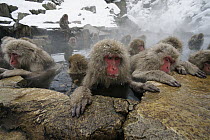 Japanese Macaque (Macaca fuscata) group in hot spring, Jigokudani, Japan
