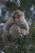 Japanese Macaque (Macaca fuscata) on branch in winter, Jigokudani, Japan