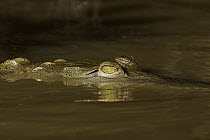 American Crocodile (Crocodylus acutus) floating in water with just eyes showing, Costa Rica