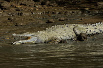 American Crocodile (Crocodylus acutus) thermoregulating on riverbank, Costa Rica