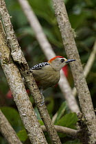 Red-crowned Woodpecker (Melanerpes rubricapillus), Costa Rica