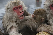 Japanese Macaque (Macaca fuscata) baby lifting mother's lip, Jigokudani, Japan
