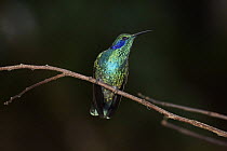 Sparkling Violet-ear (Colibri coruscans) hummingbird, Costa Rica