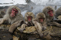 Japanese Macaque (Macaca fuscata) group in hot spring, Jigokudani, Japan