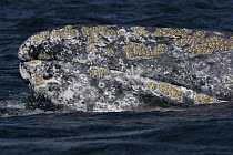 Gray Whale (Eschrichtius robustus) head with barnacles, San Ignacio Lagoon, Baja California, Mexico