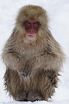 Japanese Macaque (Macaca fuscata) sitting in snow, Jigokudani, Japan