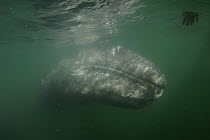 Gray Whale (Eschrichtius robustus) calf coming up to tourist's hand, San Ignacio Lagoon, Baja California, Mexico