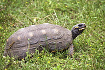 Red-footed Tortoise (Geochelone carbonaria), South America