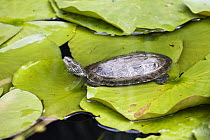 Caspian Pond Turtle (Mauremys rivulata) on lily pad, Europe
