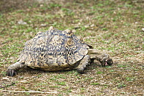 Leopard Tortoise (Geochelone pardalis) grazing, Africa