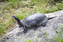 Blanding's Turtle (Emydoidea blandingii) basking, North America